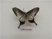 藏品(淺翅鳳蛾)的圖片